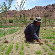 Proyecto de implementación de huertos orgánicos con participación de mujeres del Ayllu Qullan Yura